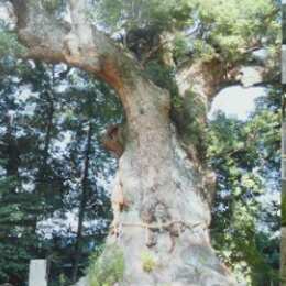 川津来宮神社の大楠