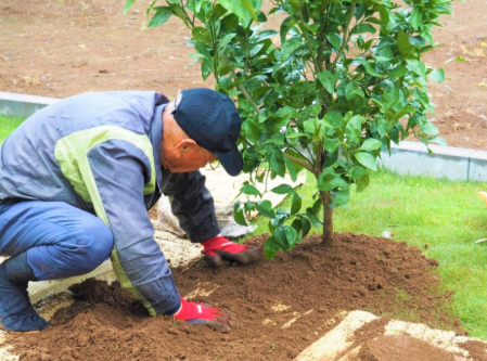 果樹の植栽