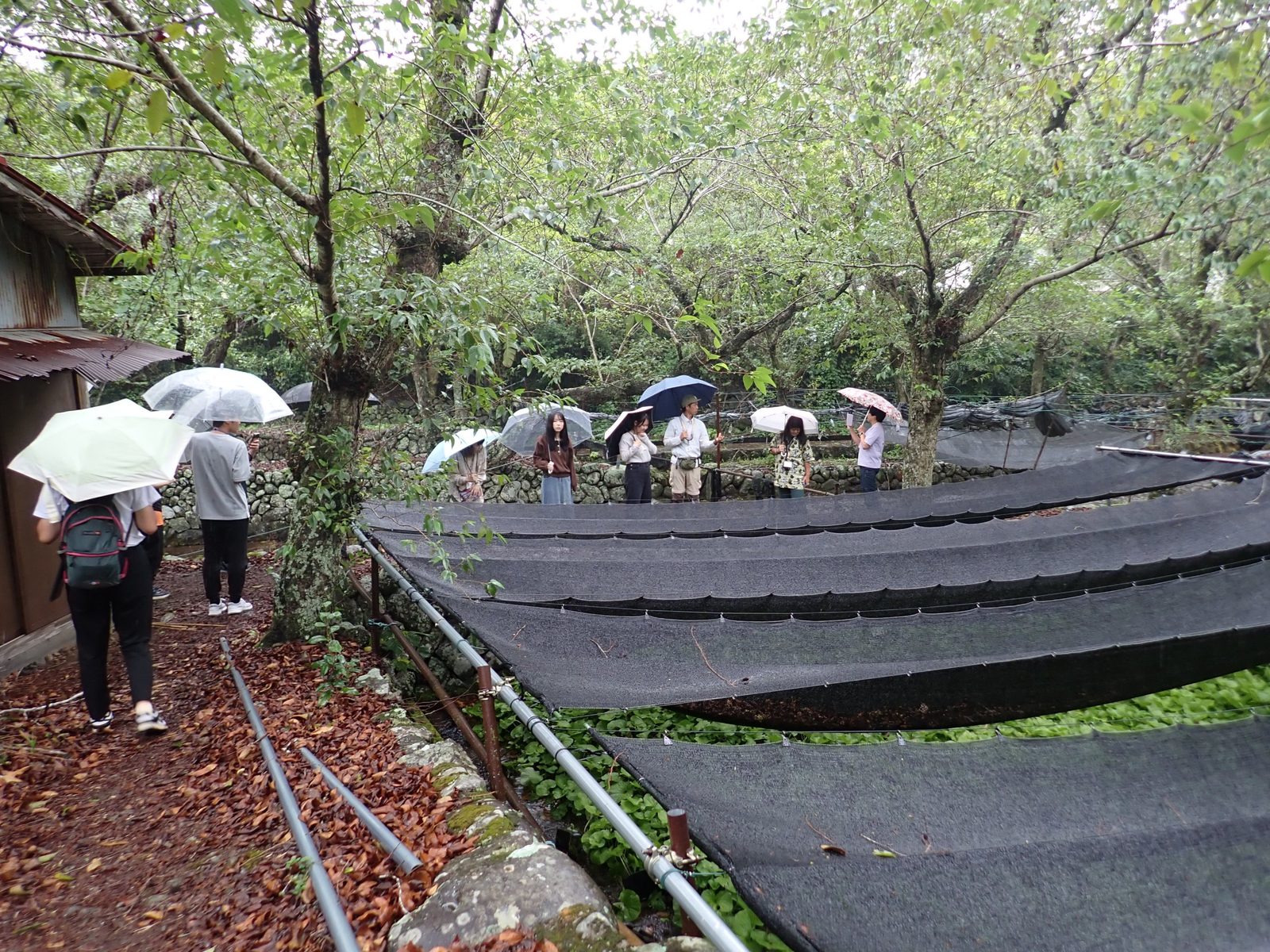 雨のわさび田を見学